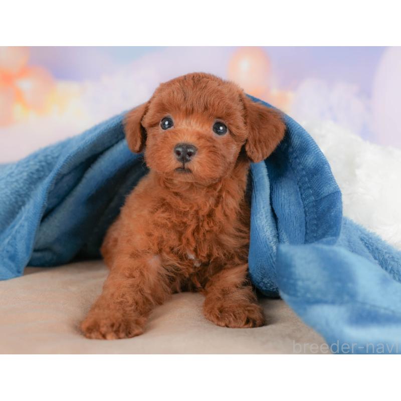 販売中の栃木県のトイプードル-424362の6枚目