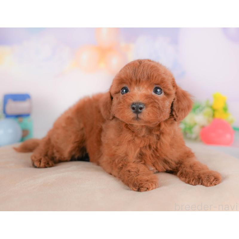 販売中の栃木県のトイプードル-424362の5枚目