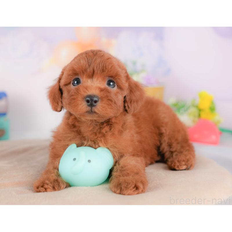 販売中の栃木県のトイプードル-424362の4枚目