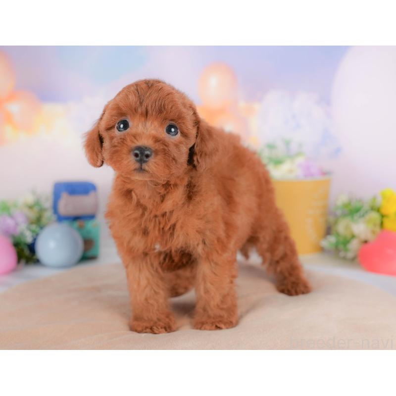 販売中の栃木県のトイプードル-424362の3枚目