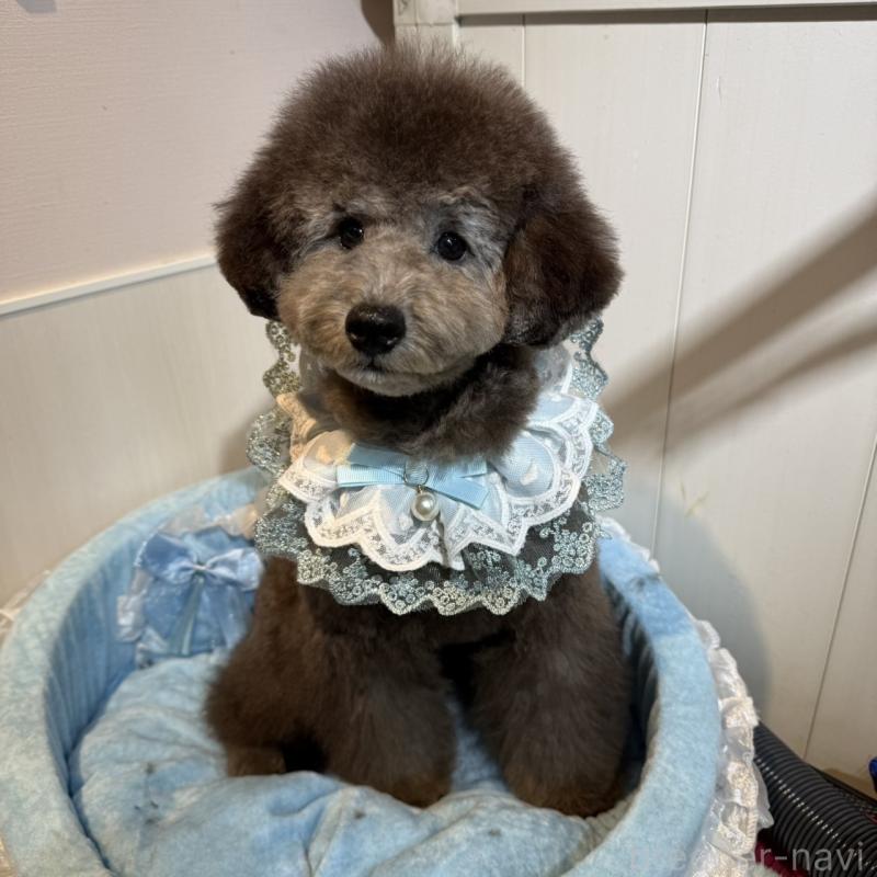 販売中の埼玉県のトイプードル-407190