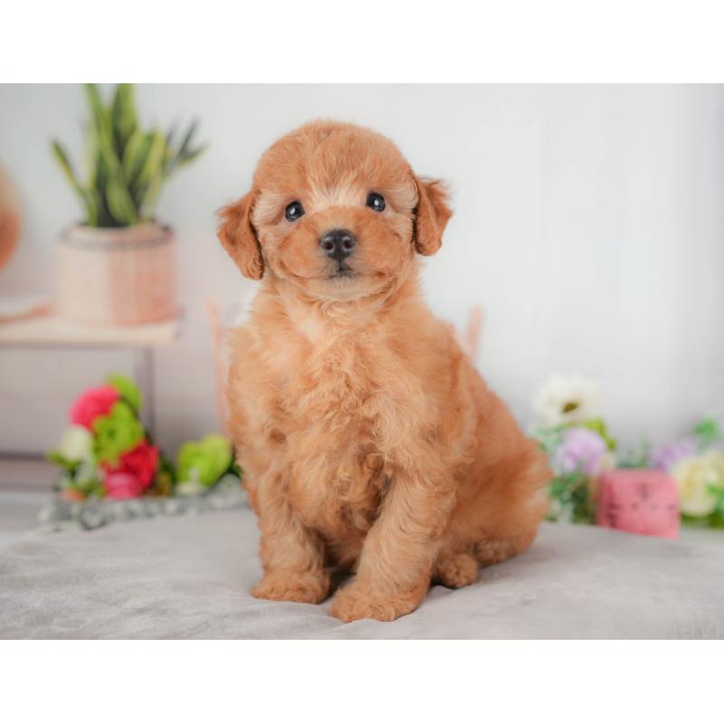 販売中の栃木県のトイプードル-424359の1枚目