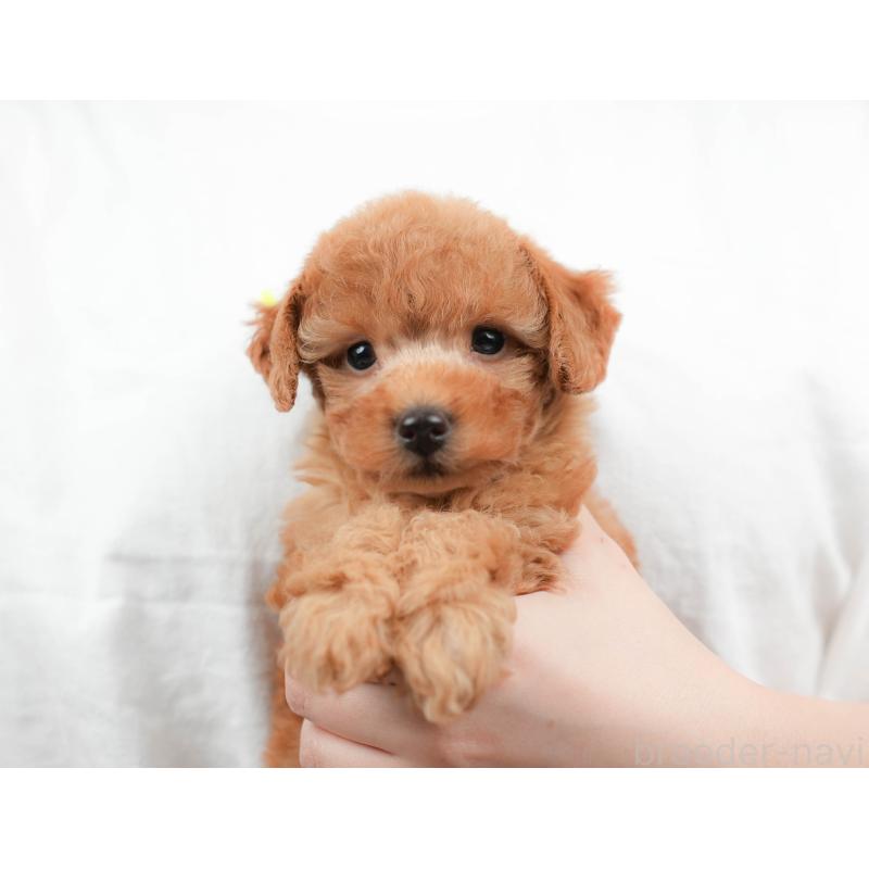 販売中の栃木県のトイプードル-424359の11枚目