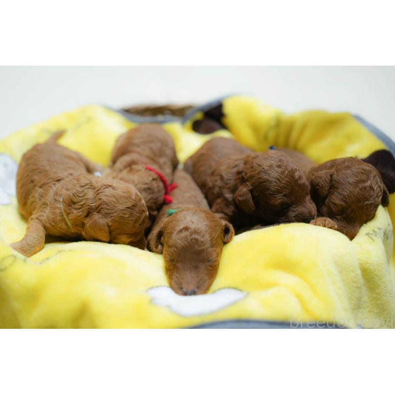 販売中の栃木県のトイプードル-424359の10枚目