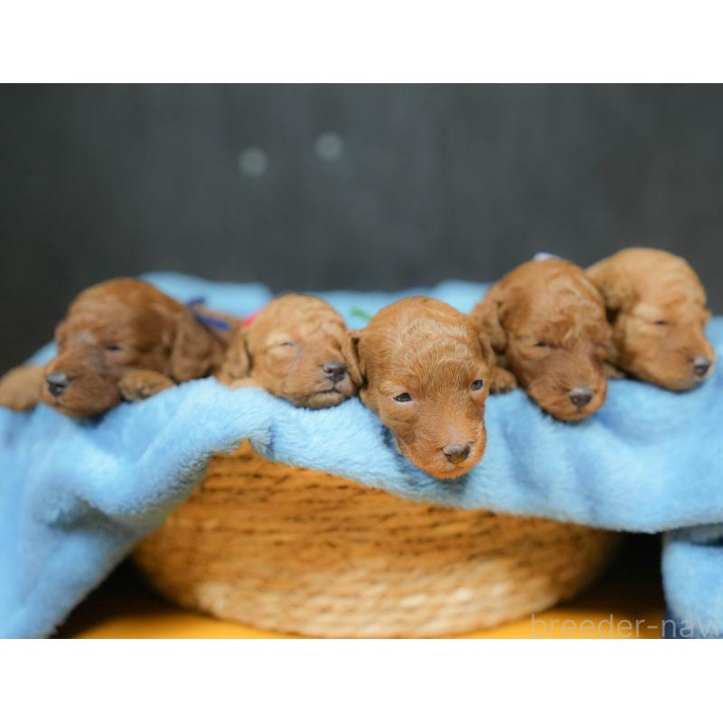 販売中の栃木県のトイプードル-424359の9枚目