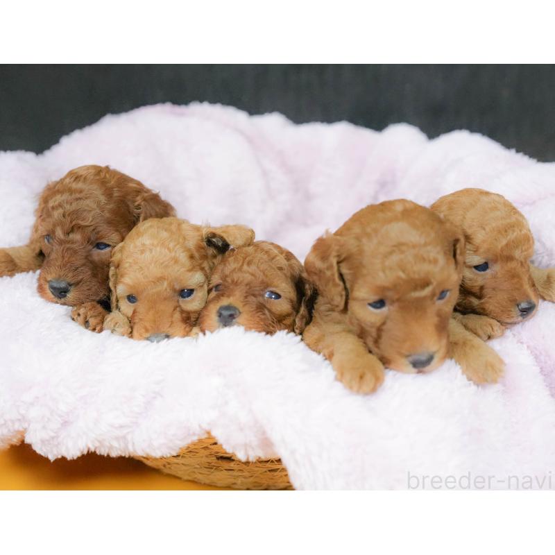 販売中の栃木県のトイプードル-424359の8枚目