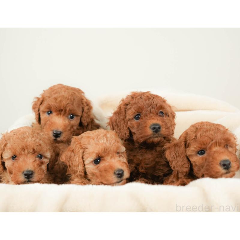 販売中の栃木県のトイプードル-424359の7枚目