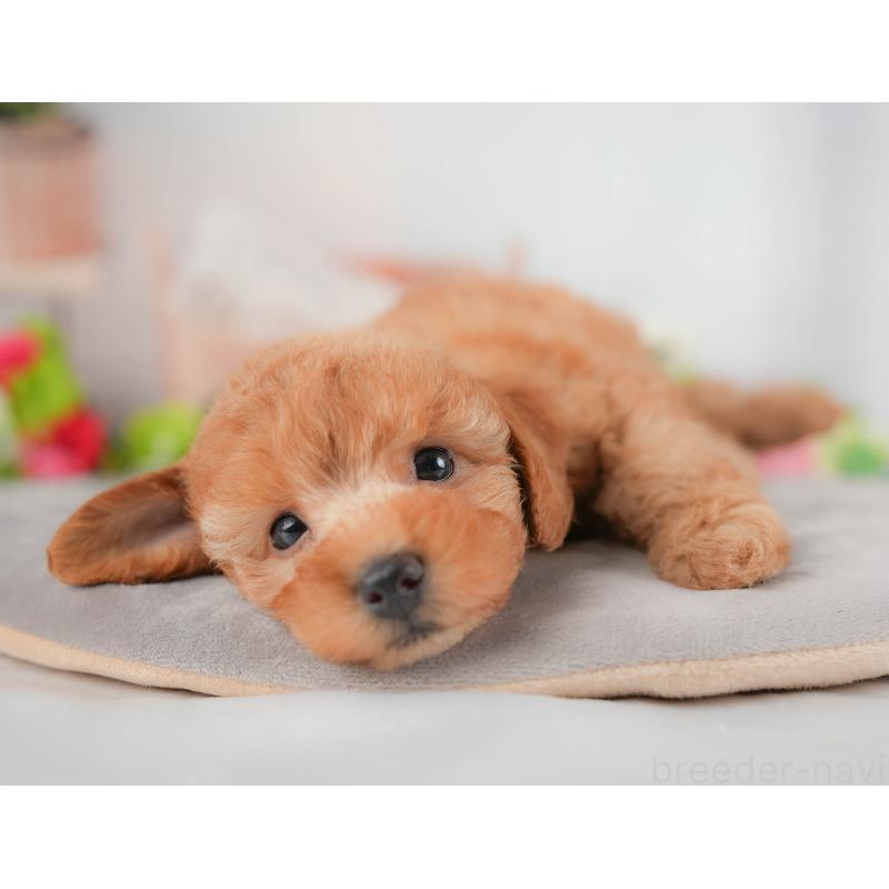 販売中の栃木県のトイプードル-424359の5枚目