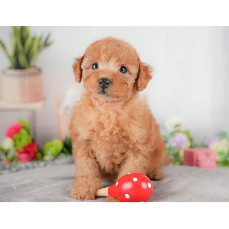 販売中の栃木県のトイプードル-424359の4枚目