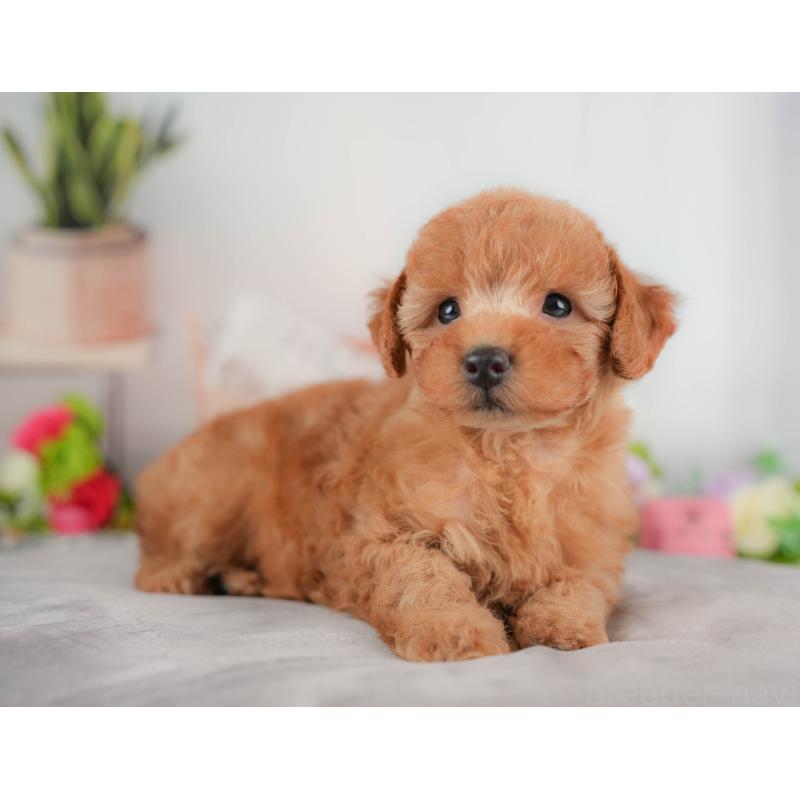 販売中の栃木県のトイプードル-424359の3枚目