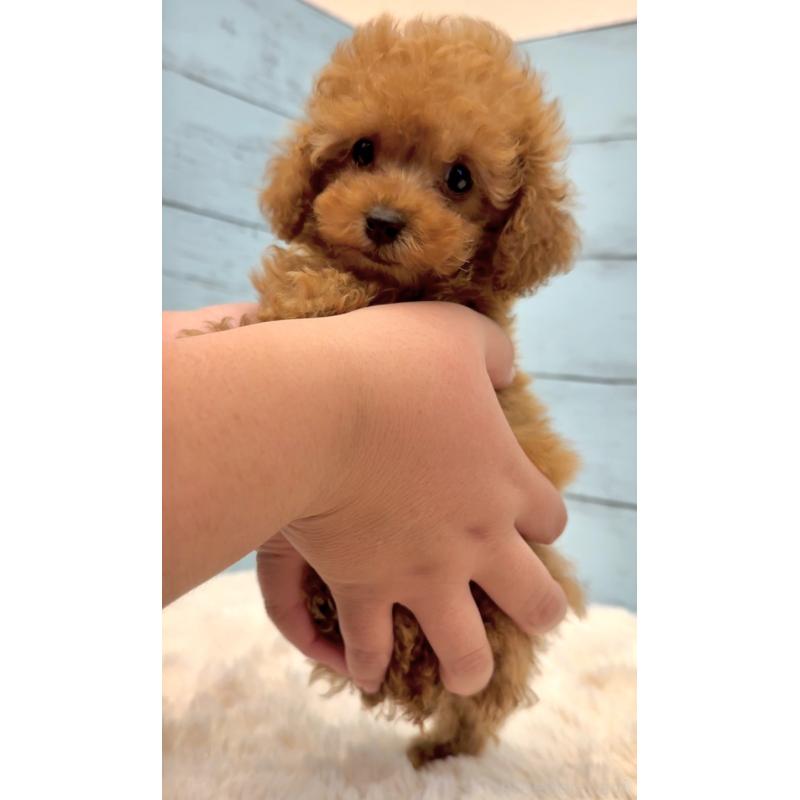 販売中の埼玉県のティーカッププードル-423501の4枚目