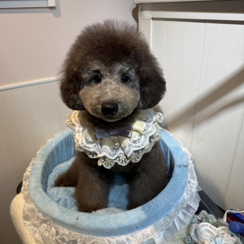 販売中の埼玉県のトイプードル-397783