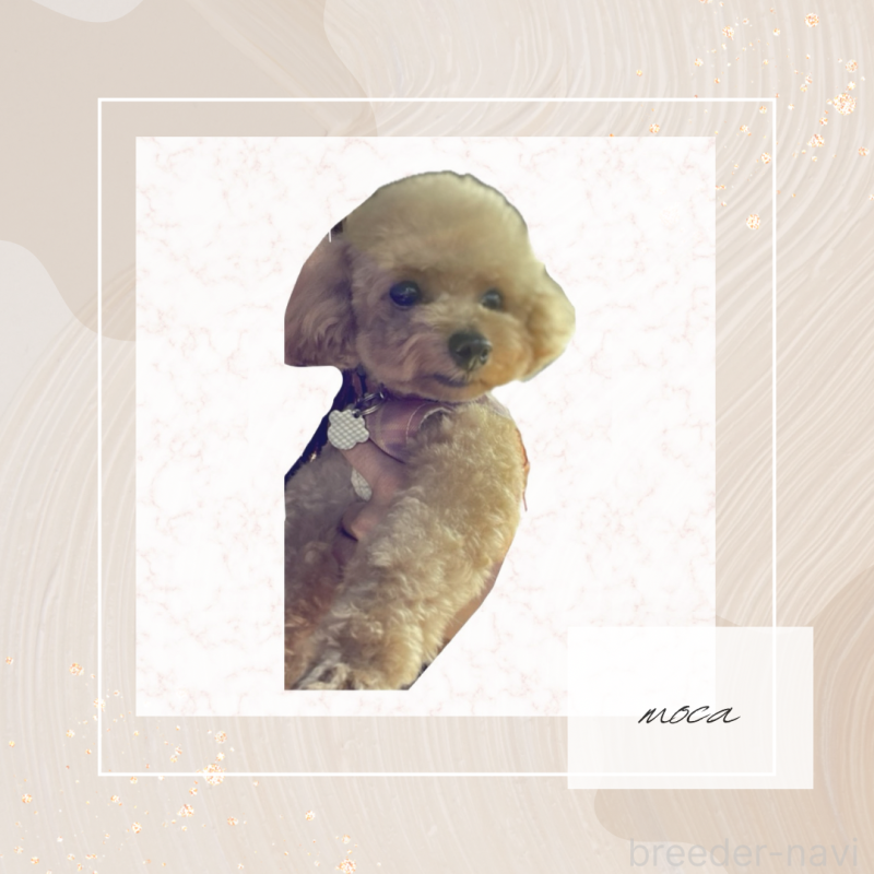 モカちゃん1枚目