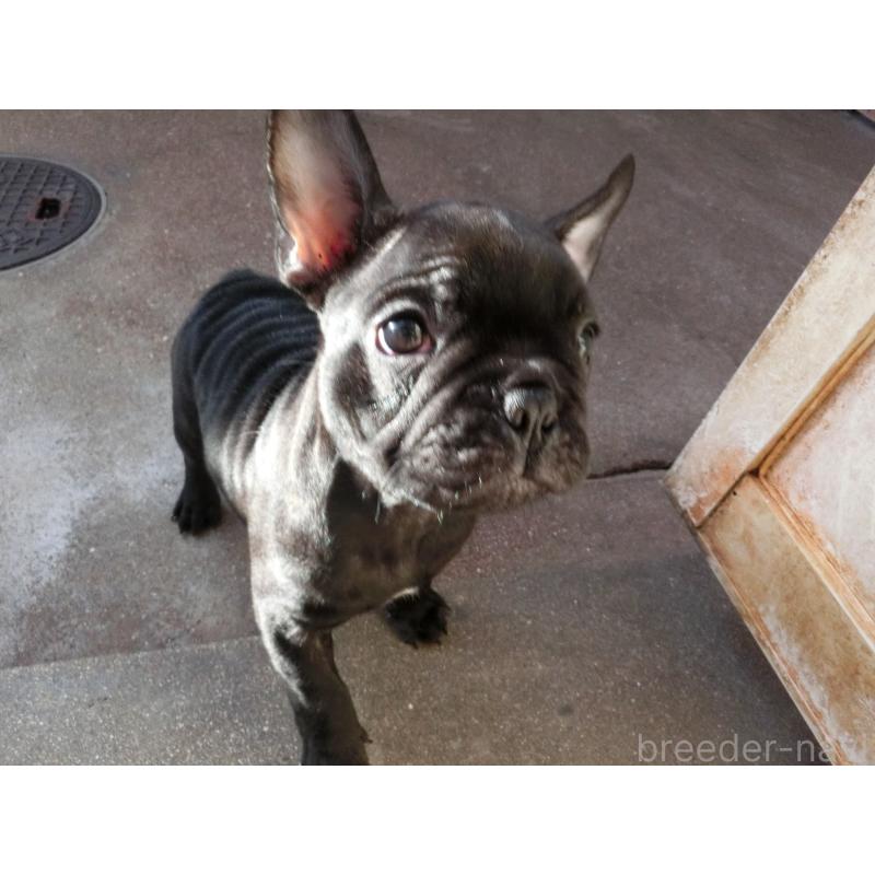 販売中の兵庫県のフレンチブルドッグ-421544の8枚目