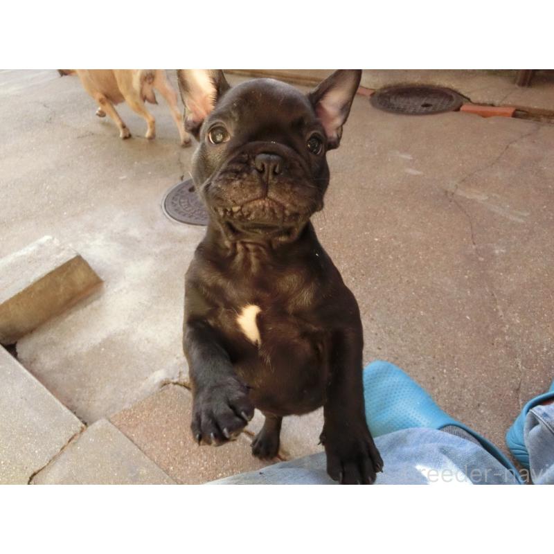販売中の兵庫県のフレンチブルドッグ-421544の7枚目