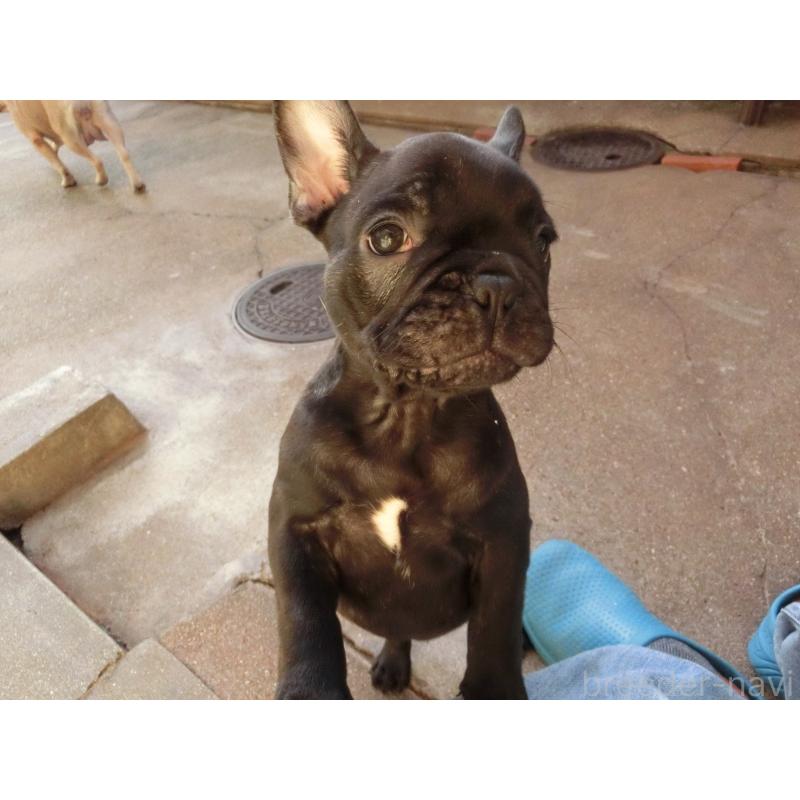 販売中の兵庫県のフレンチブルドッグ-421544の6枚目