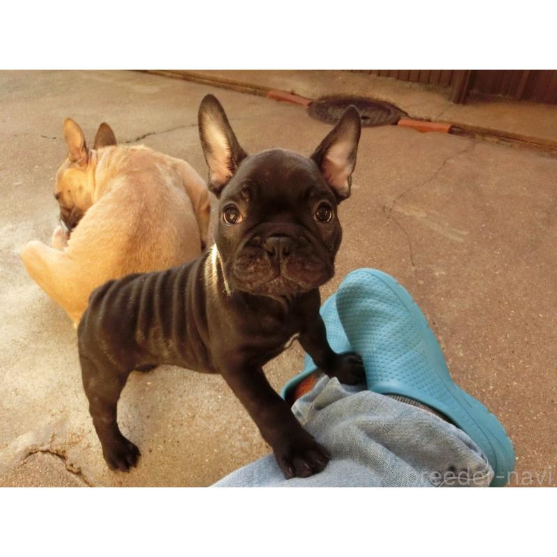 販売中の兵庫県のフレンチブルドッグ-421544の5枚目