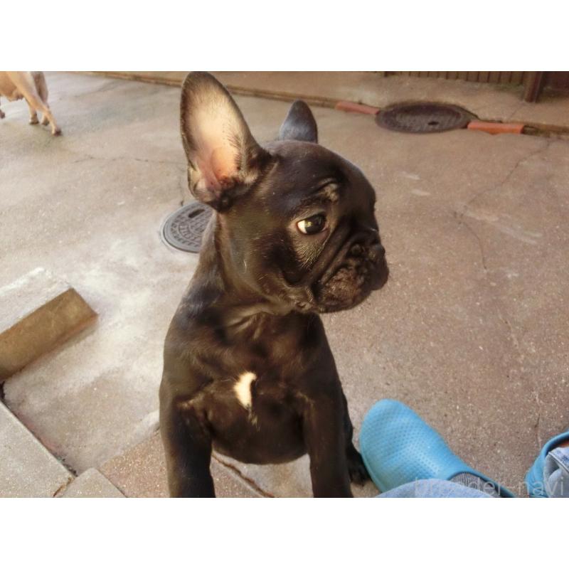 販売中の兵庫県のフレンチブルドッグ-421544の4枚目