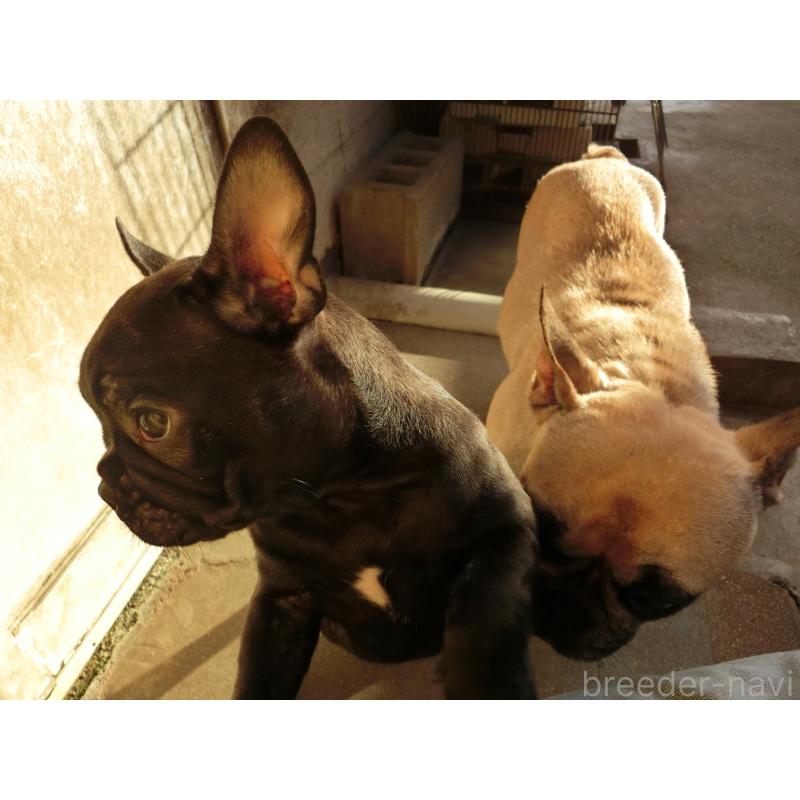 販売中の兵庫県のフレンチブルドッグ-421544の3枚目