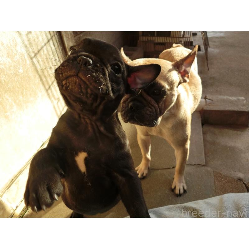 販売中の兵庫県のフレンチブルドッグ-421544の2枚目