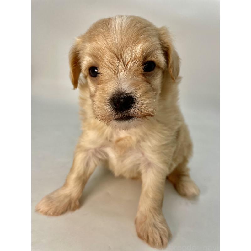 販売中の千葉県のマルプー:マルチーズ×トイプードル-424128