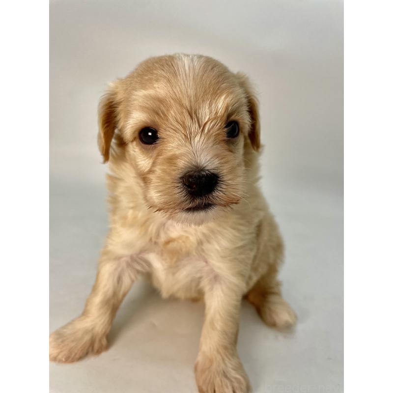 販売中の千葉県のマルプー:マルチーズ×トイプードル-424128の13枚目