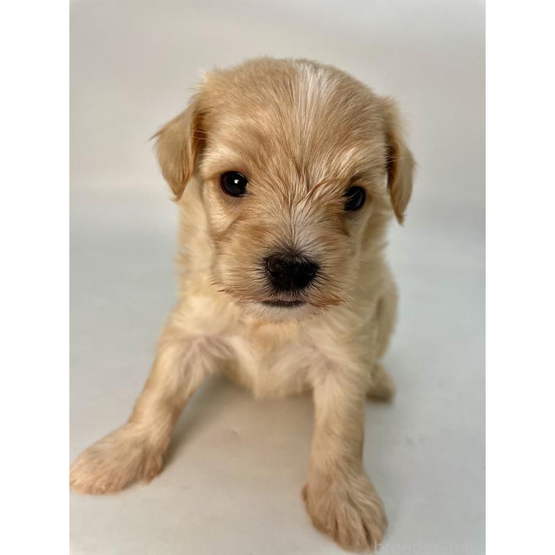 販売中の千葉県のマルプー:マルチーズ×トイプードル-424128の12枚目