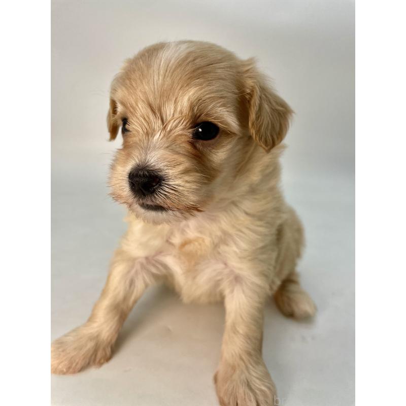 販売中の千葉県のマルプー:マルチーズ×トイプードル-424128の11枚目