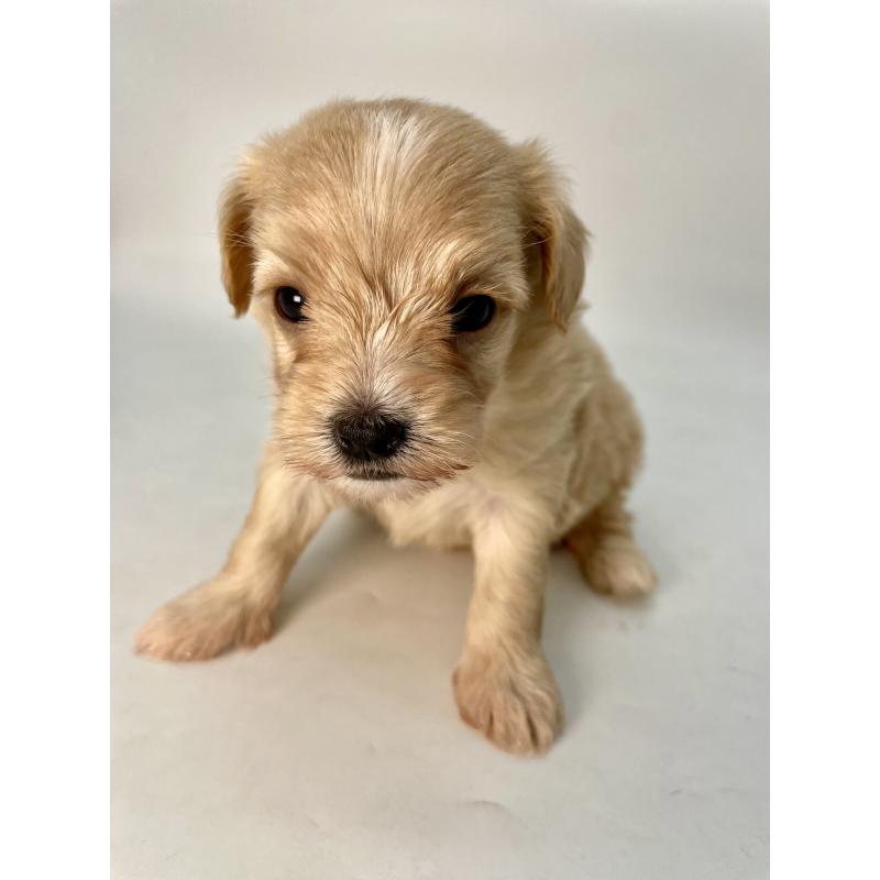 販売中の千葉県のマルプー:マルチーズ×トイプードル-424128の10枚目