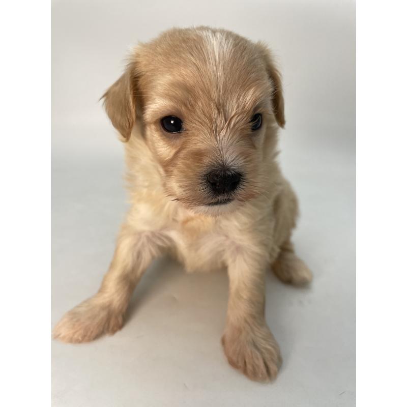 販売中の千葉県のマルプー:マルチーズ×トイプードル-424128の9枚目