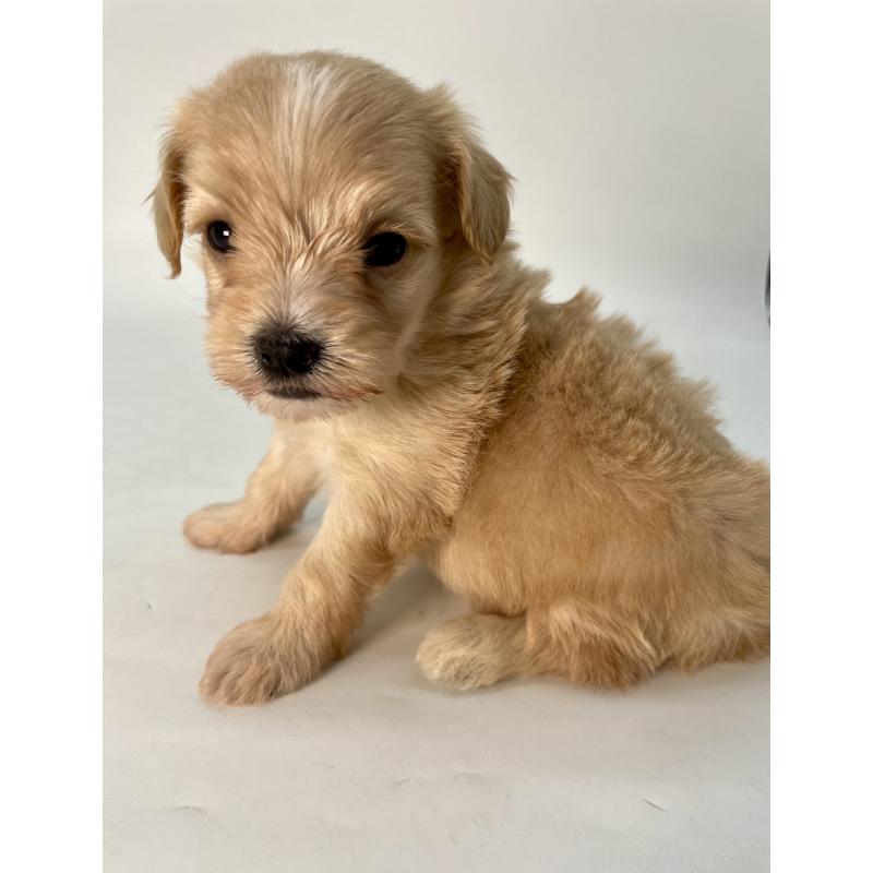 販売中の千葉県のマルプー:マルチーズ×トイプードル-424128の8枚目