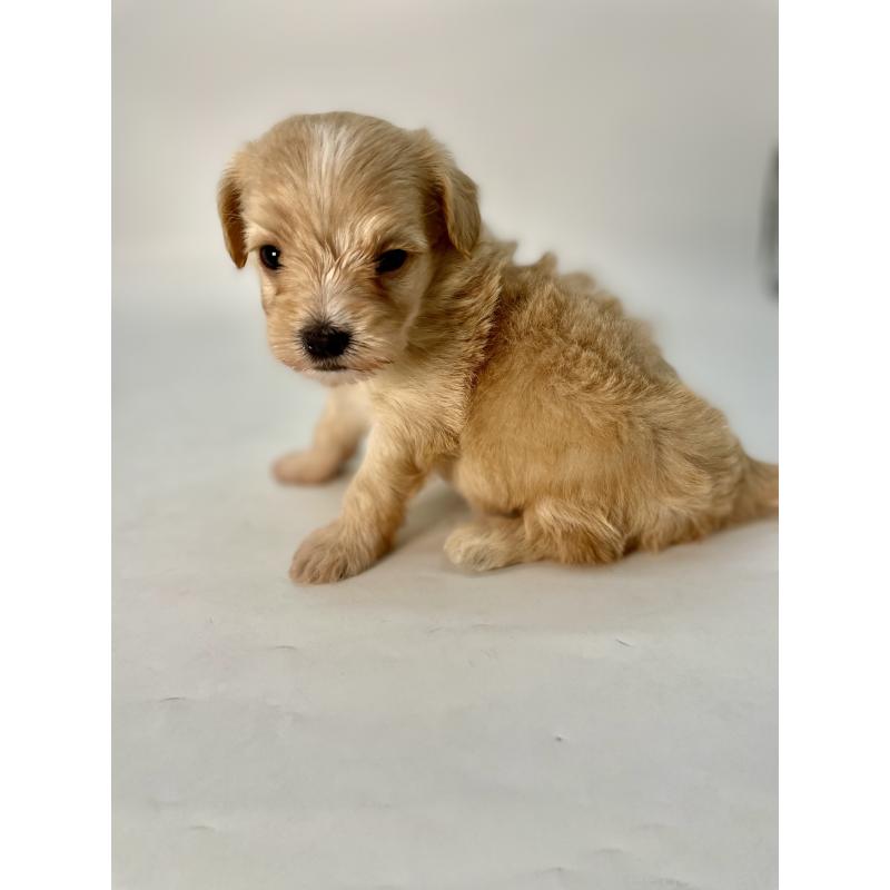 販売中の千葉県のマルプー:マルチーズ×トイプードル-424128の7枚目