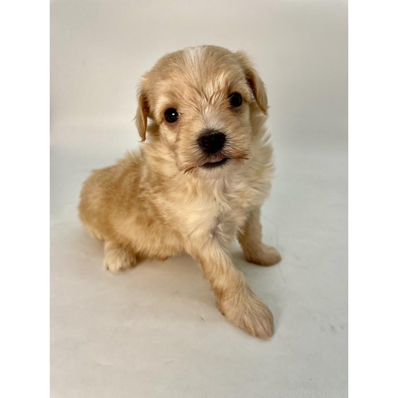 販売中の千葉県のマルプー:マルチーズ×トイプードル-424128の6枚目