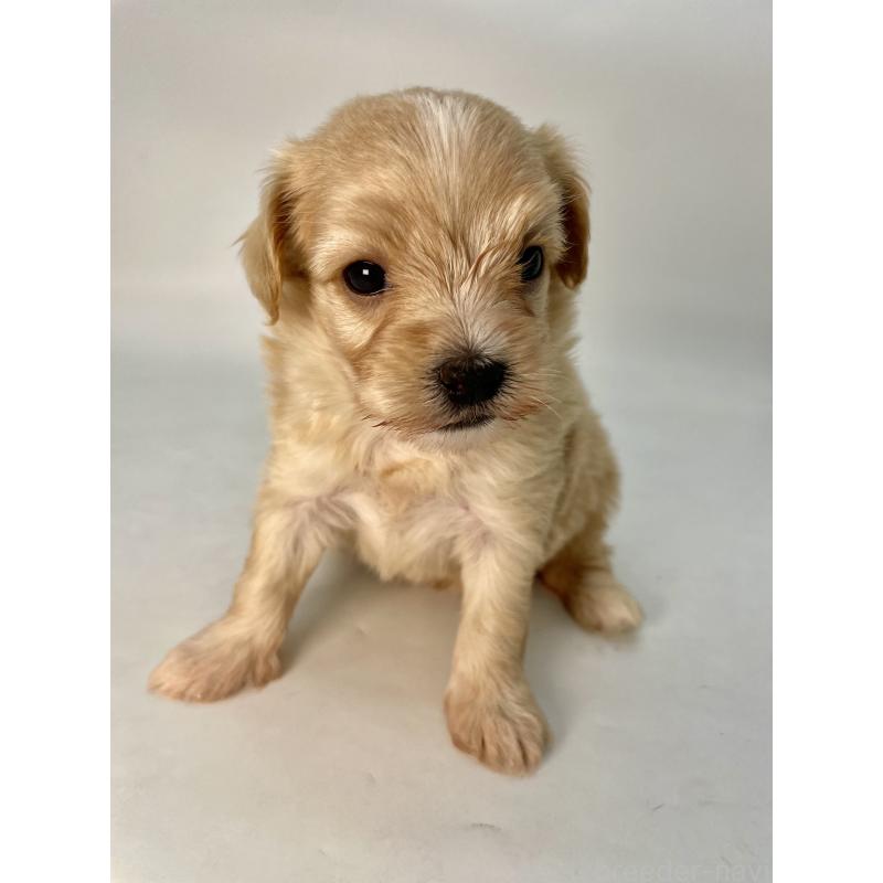 販売中の千葉県のマルプー:マルチーズ×トイプードル-424128の5枚目