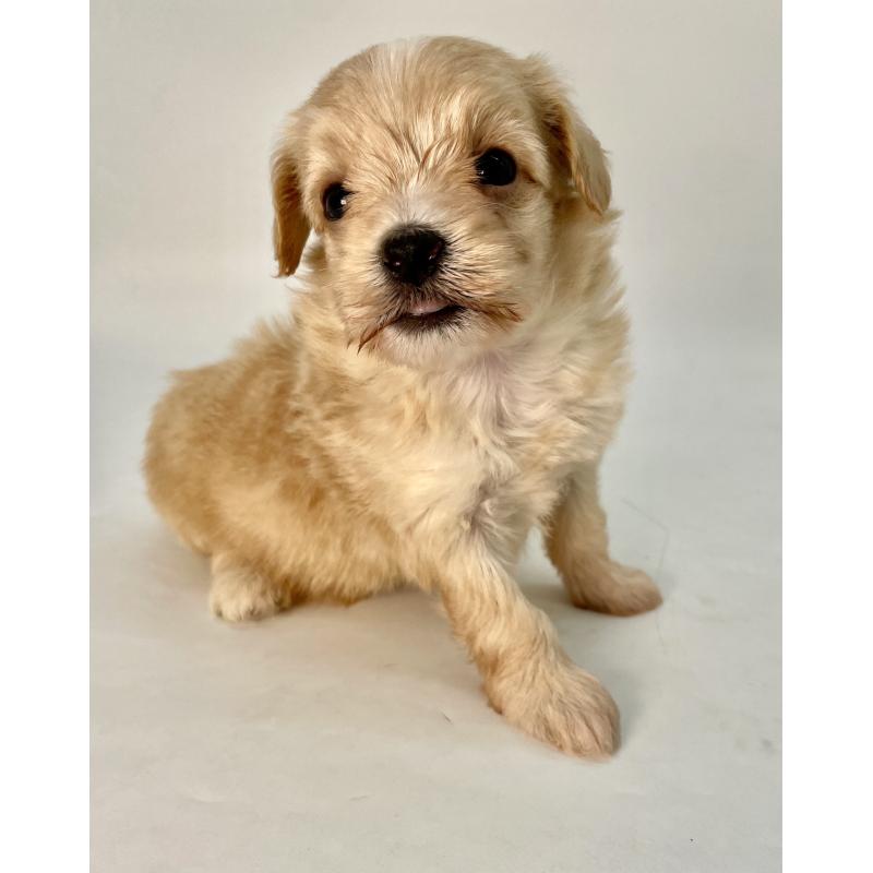 販売中の千葉県のマルプー:マルチーズ×トイプードル-424128の4枚目