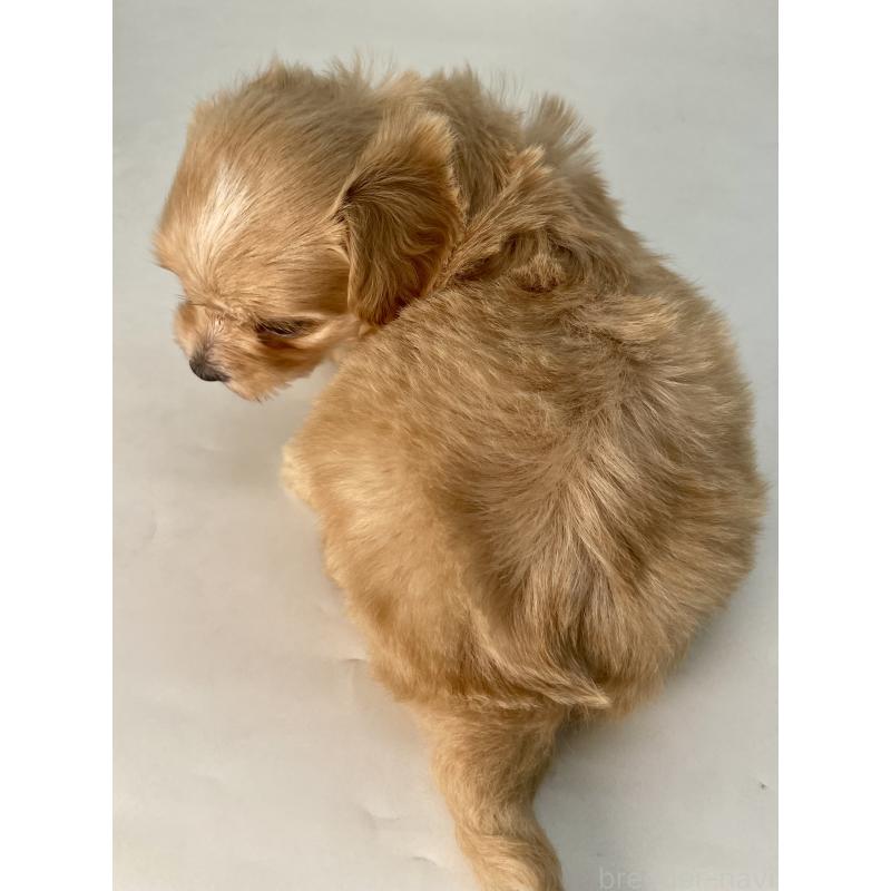 販売中の千葉県のマルプー:マルチーズ×トイプードル-424128の3枚目