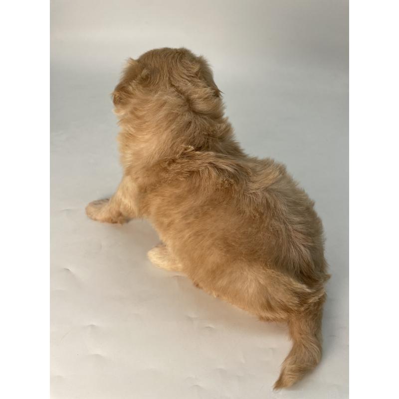 販売中の千葉県のマルプー:マルチーズ×トイプードル-424128の2枚目