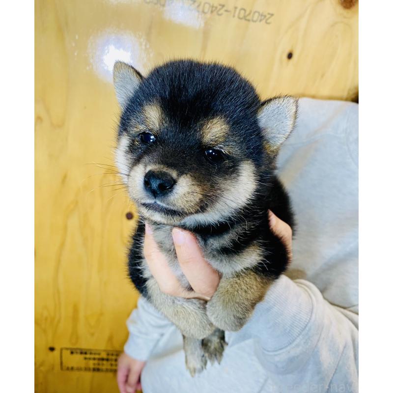 販売中の静岡県の豆柴-424112の3枚目