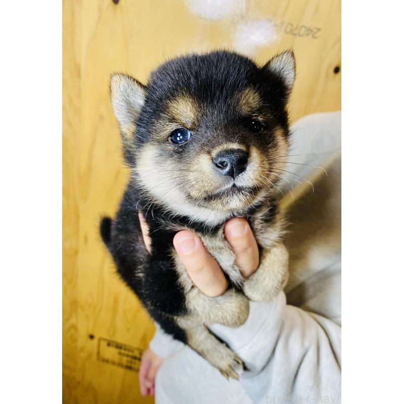 販売中の静岡県の豆柴-424112の2枚目