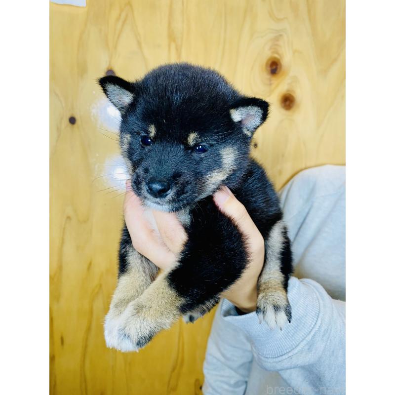 販売中の静岡県の豆柴-424113の3枚目