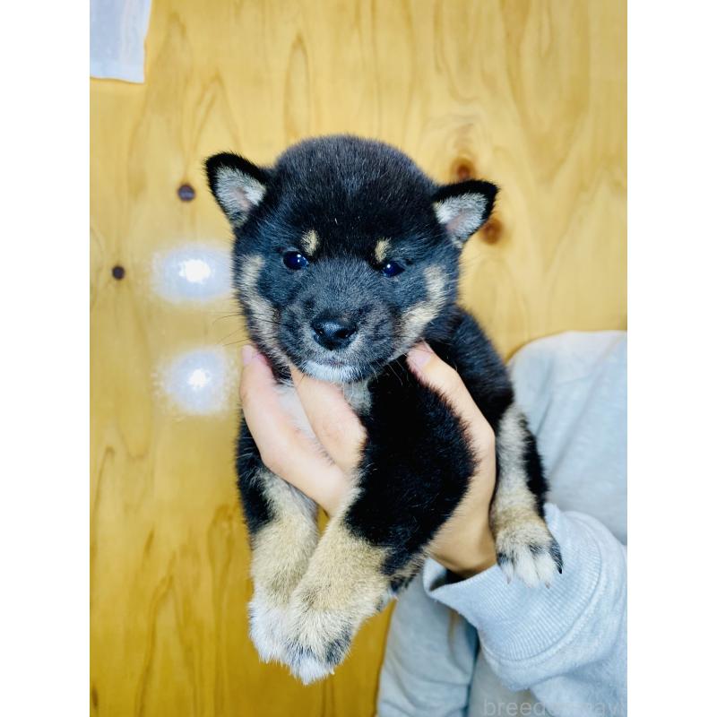 販売中の静岡県の豆柴-424113の2枚目