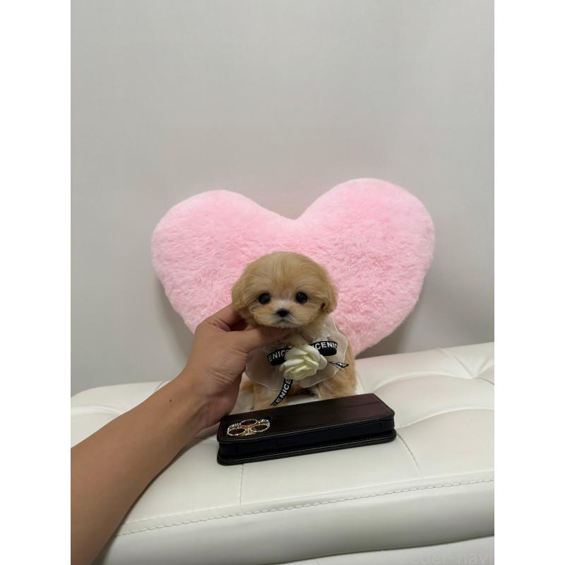 販売中の埼玉県のマルプー:マルチーズ×トイプードル-424116の3枚目