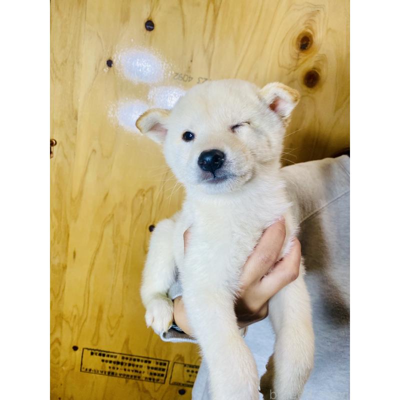 販売中の静岡県の豆柴-424114の4枚目