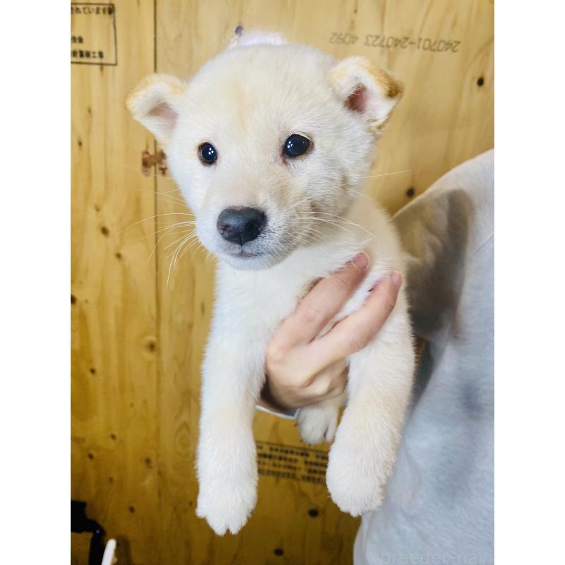 販売中の静岡県の豆柴-424114の3枚目