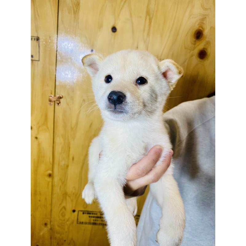 販売中の静岡県の豆柴-424114の2枚目