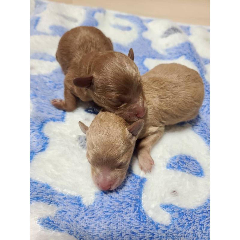 販売中の山形県のトイプードル-424118の3枚目