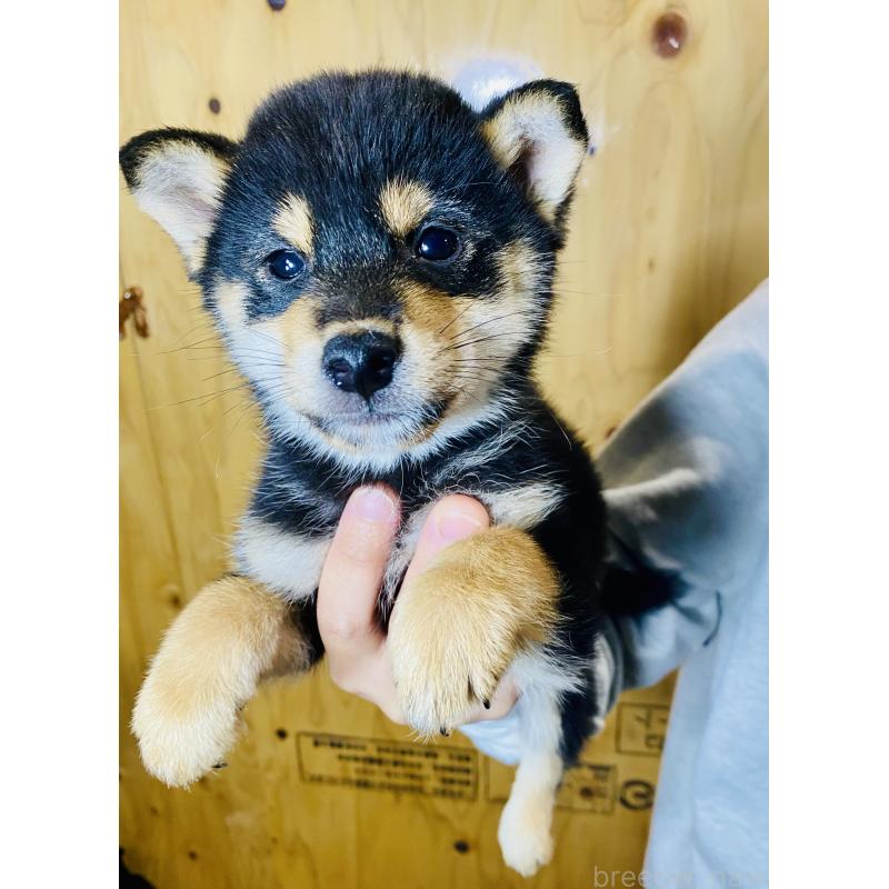 販売中の静岡県の豆柴-424115の4枚目