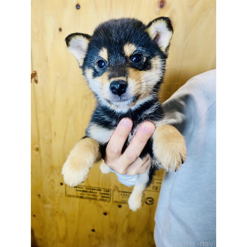 販売中の静岡県の豆柴-424115の3枚目