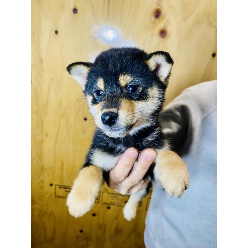 販売中の静岡県の豆柴-424115の2枚目