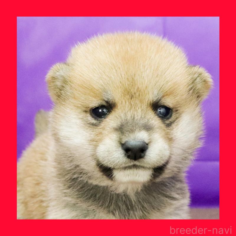 販売中の愛知県の豆柴-422356